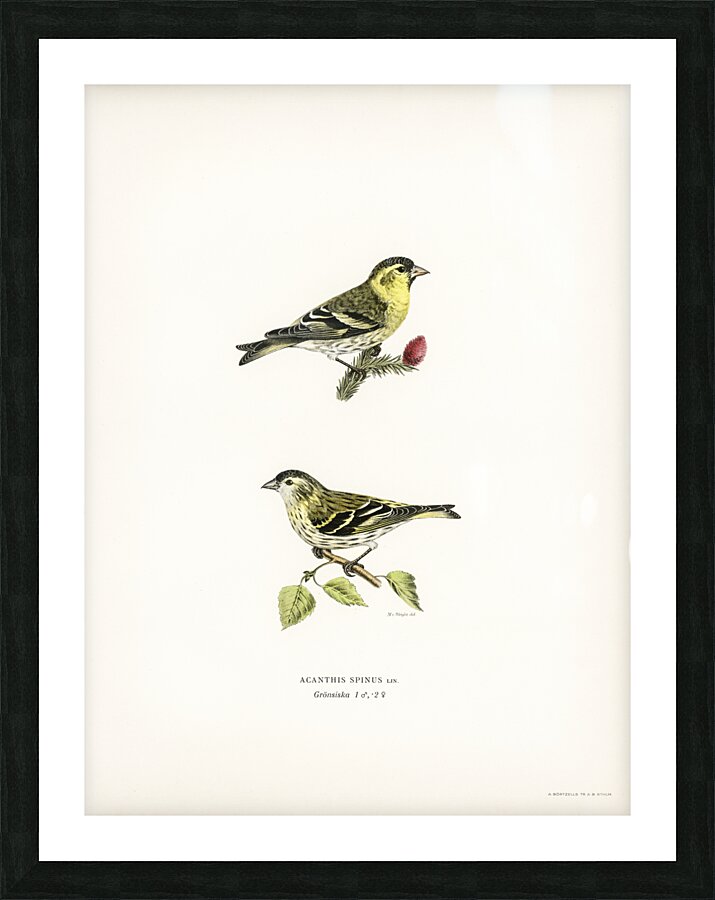 Siskin  Spinus spinus 1♂ 2♀ Picture Frame print