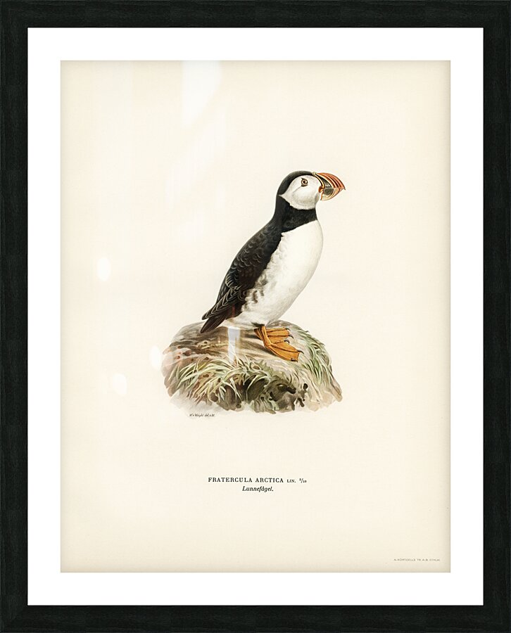 Atlantic puffin Fratercula arctica Picture Frame print