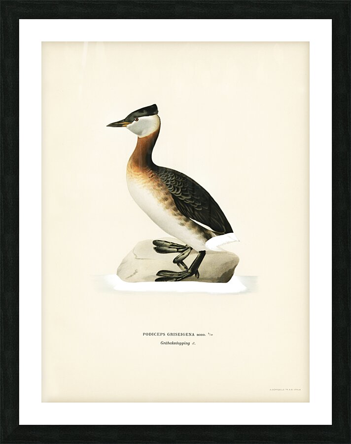 Red-necked grebe male Odiceps grisegena Picture Frame print