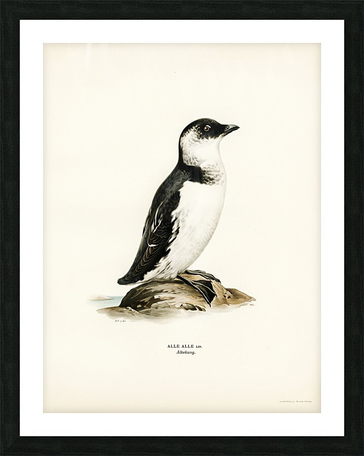 Little auk Alle alle Picture Frame print