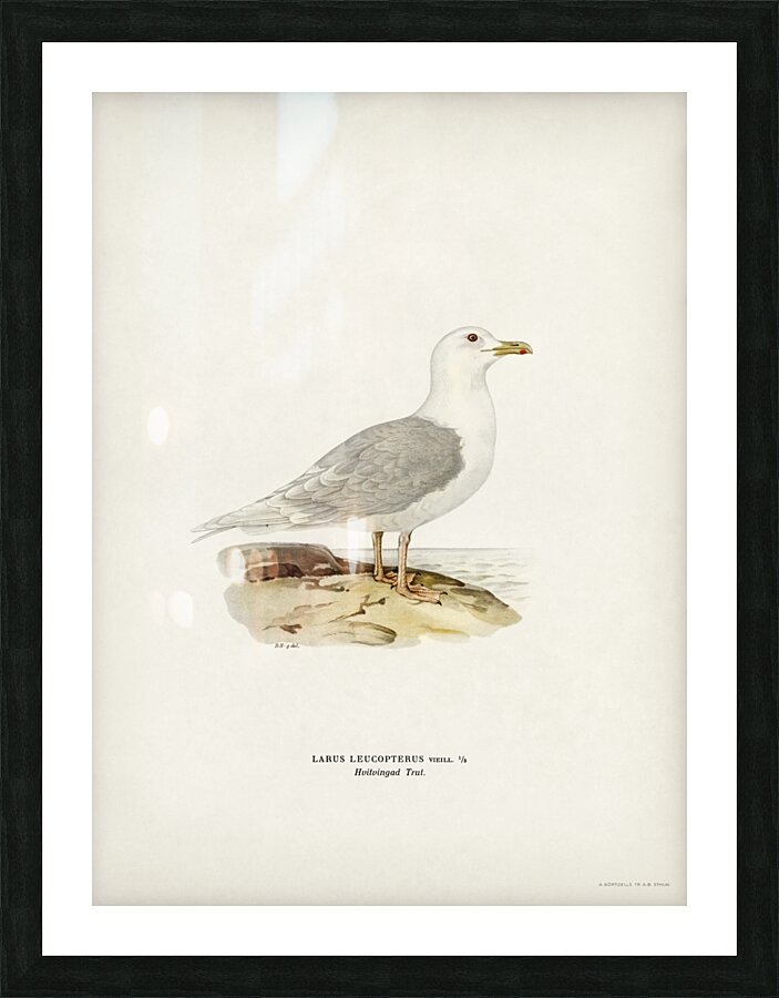 LARUS LEUCOPTERUS Picture Frame print