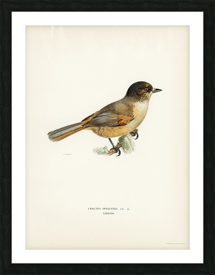 Siberian Jay Perisoreus infaustus Picture Frame print