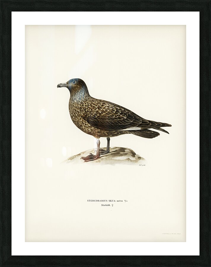 Great skua Stercorarius skua Picture Frame print