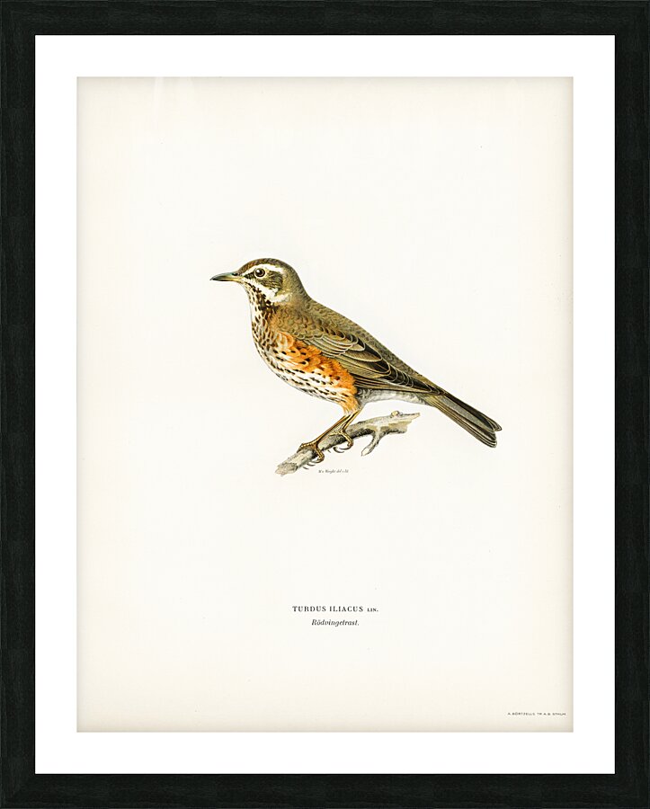 Redwing Turdus iliacus Picture Frame print