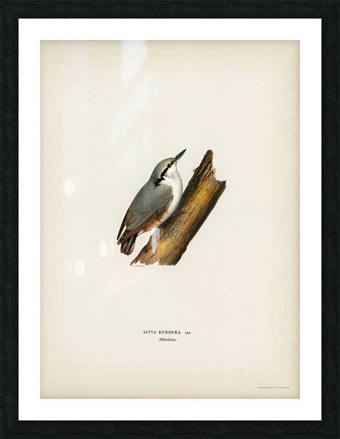 SITTA EUROPAEA LIN Picture Frame print