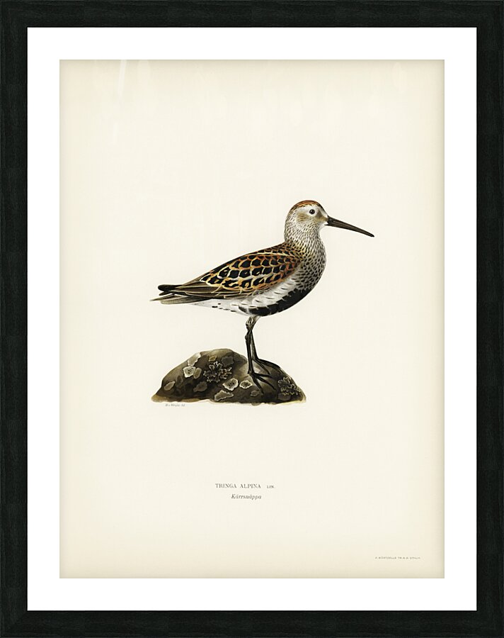 Tringa Alpina Dunlin Picture Frame print