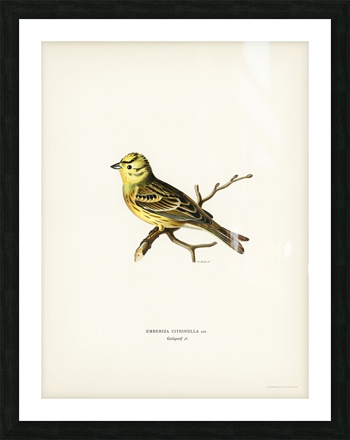 Yellowhammer male Emberiza citrinella Picture Frame print