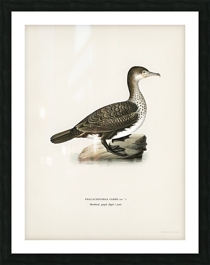 Great cormorant Phalacrocorax Carbo Picture Frame print