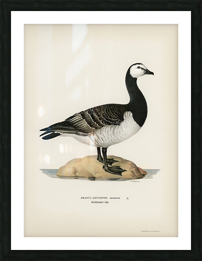 Barnacle Goose BRANTA LEUCOPSIS Picture Frame print