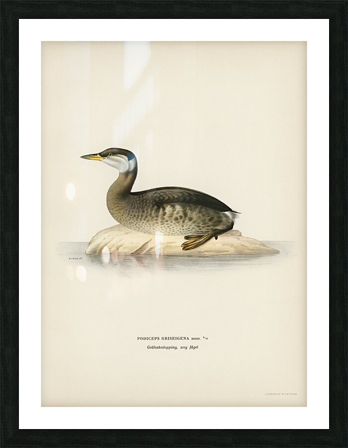 Young red-necked grebe Podiceps grisegena Picture Frame print