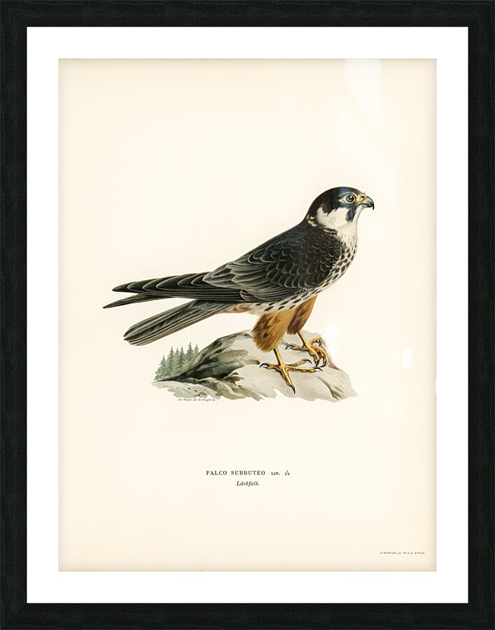 Eurasian Hobby Falco subbuteo Picture Frame print