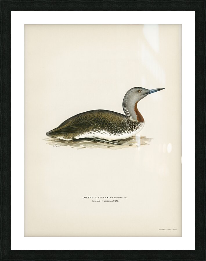 Red-throated loon Colymbus Stellatus Picture Frame print