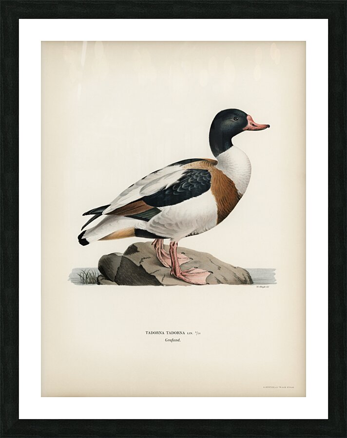 Shelduck TADORNA TADORNA Picture Frame print