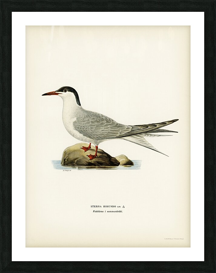 Common tern STERNA HIRUNDO Picture Frame print