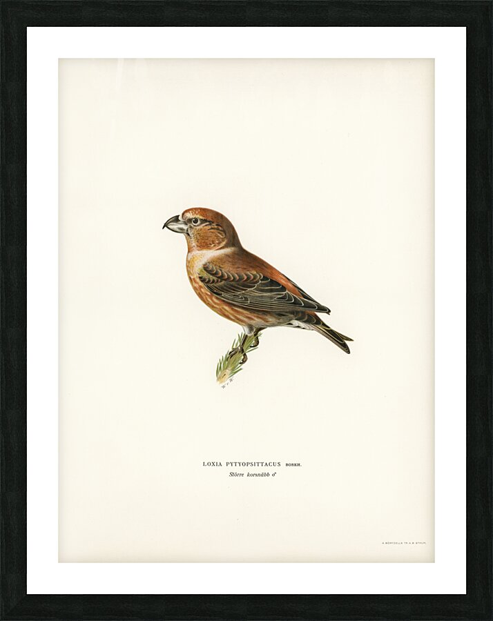 Parrot Crossbill ♂ Loxia pytyopsittacus Picture Frame print