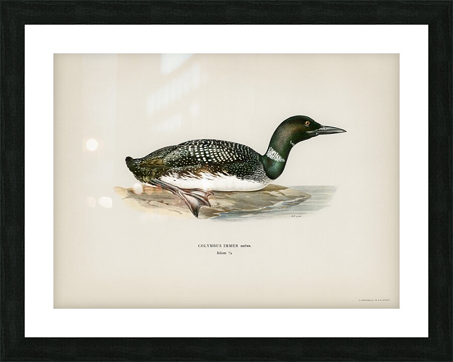 Common loon Colymbus immer Picture Frame print