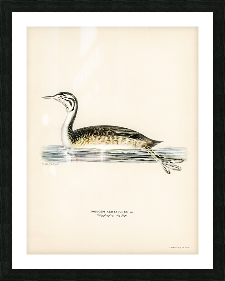 Podiceps Cristatus Picture Frame print