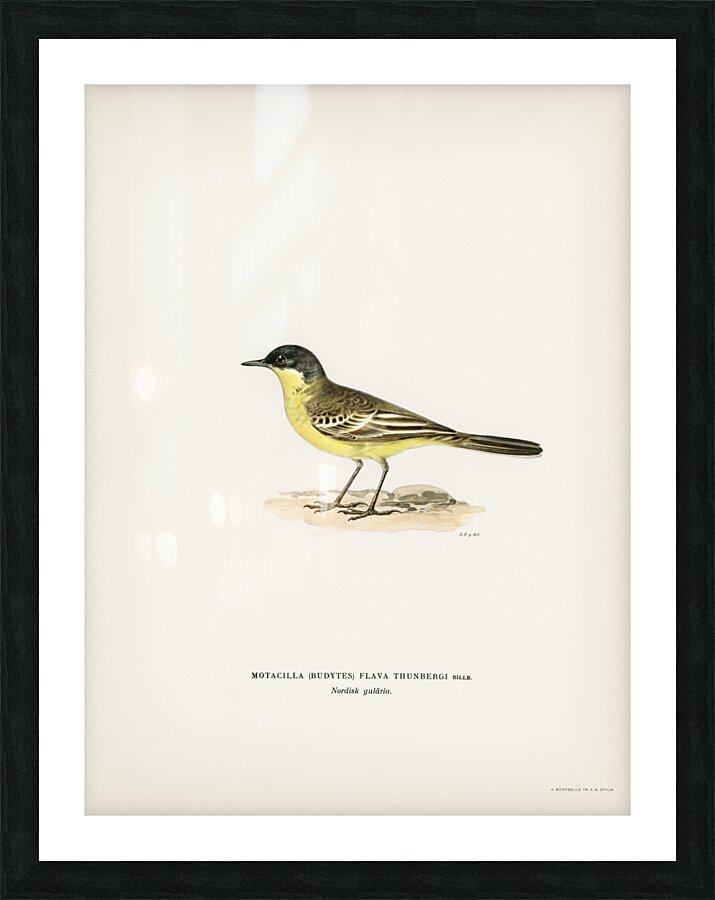 Grey-headed Wagtail MOTACILLA BUDYTES FLAVA THUNBERGI Picture Frame print