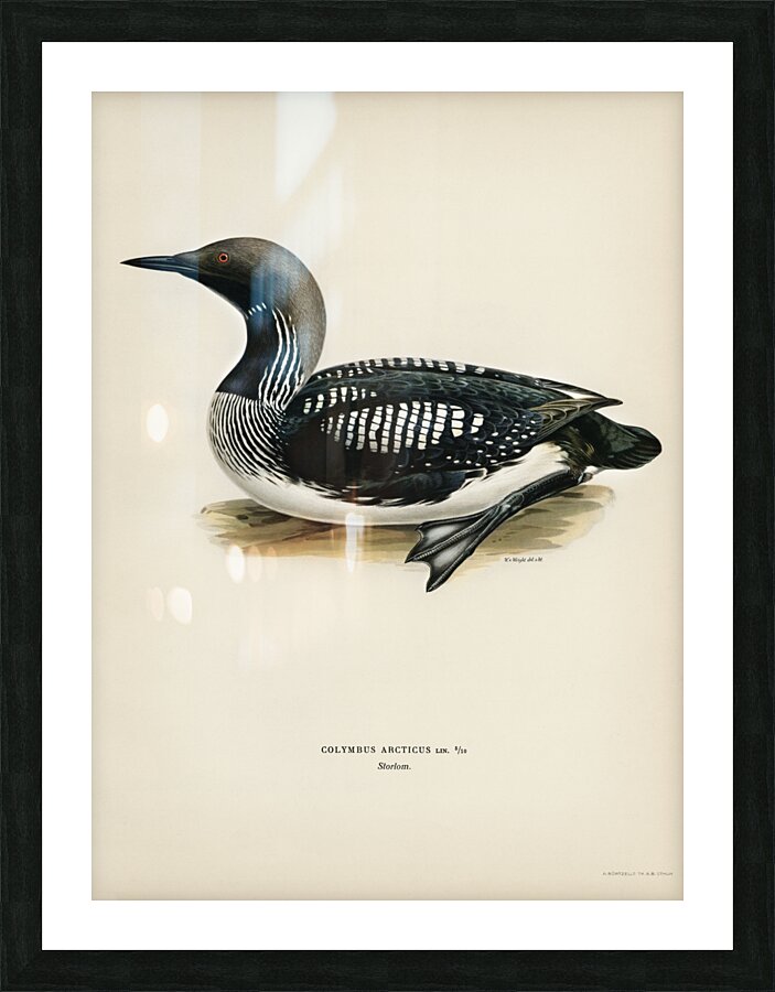 Black-throated loon Colymbus Arcticus Impression et Cadre photo