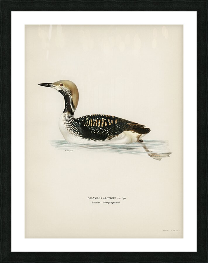 Black-throated loon Colymbus arcticus Picture Frame print