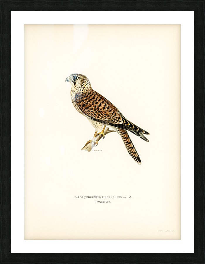 Common Kestrel Falco tinnunculus Picture Frame print