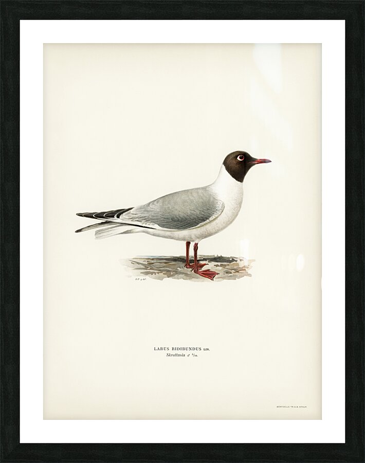 Black-headed gull ♂ Larus ridibundus Picture Frame print