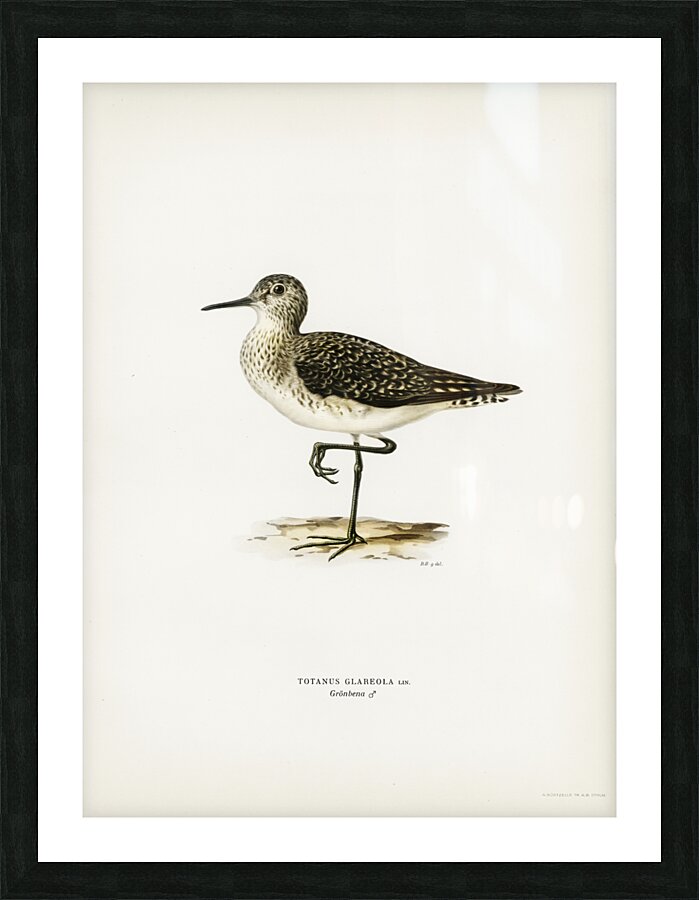 Wood Sandpiper Totanus Glareola Picture Frame print
