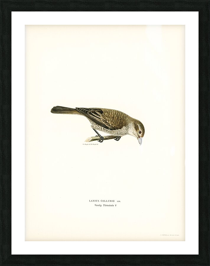 Red-backed Shrike female Lanius collurio Picture Frame print