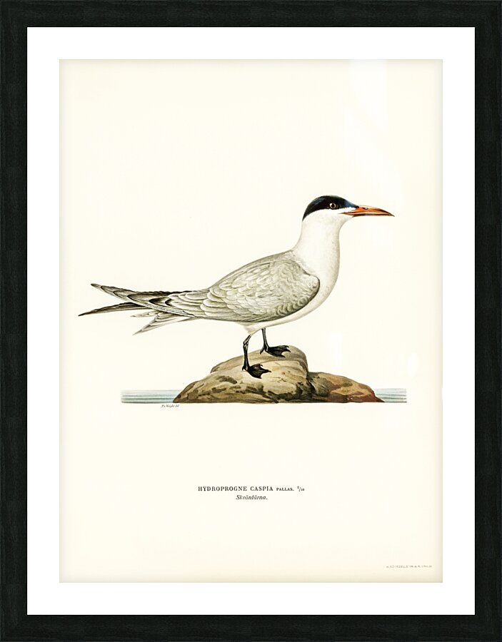 Caspian lern HYDROPROGNE CASPIA Picture Frame print