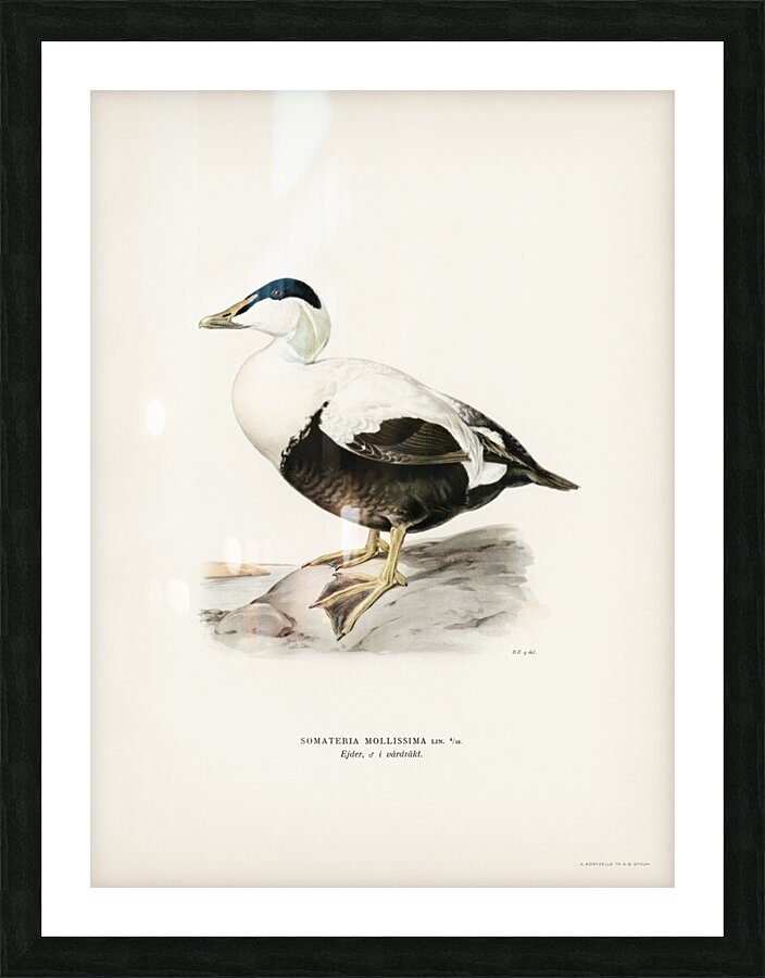 Somateria Mollissima Picture Frame print