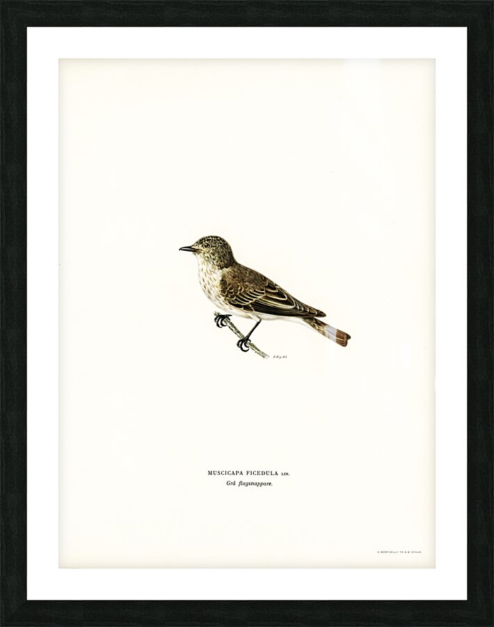 Spotted flycatcher Muscicapa ficedula Picture Frame print