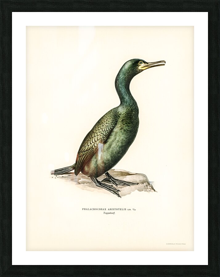 European shag Phalacrocorax aristotelis Picture Frame print