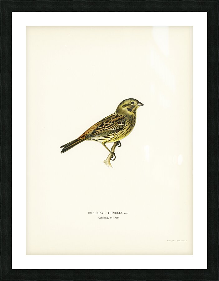 Yellowhammer female Emberiza citrinella Picture Frame print