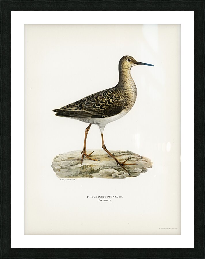 Ruff female Philomachus pugnax Picture Frame print