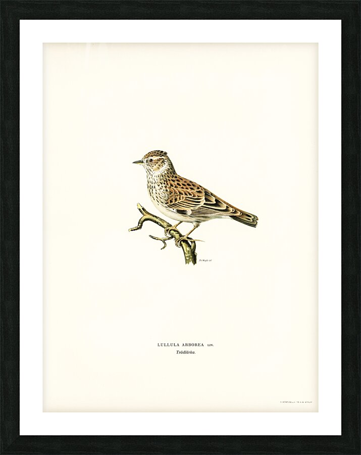 Woodlark Lullula arborea Picture Frame print
