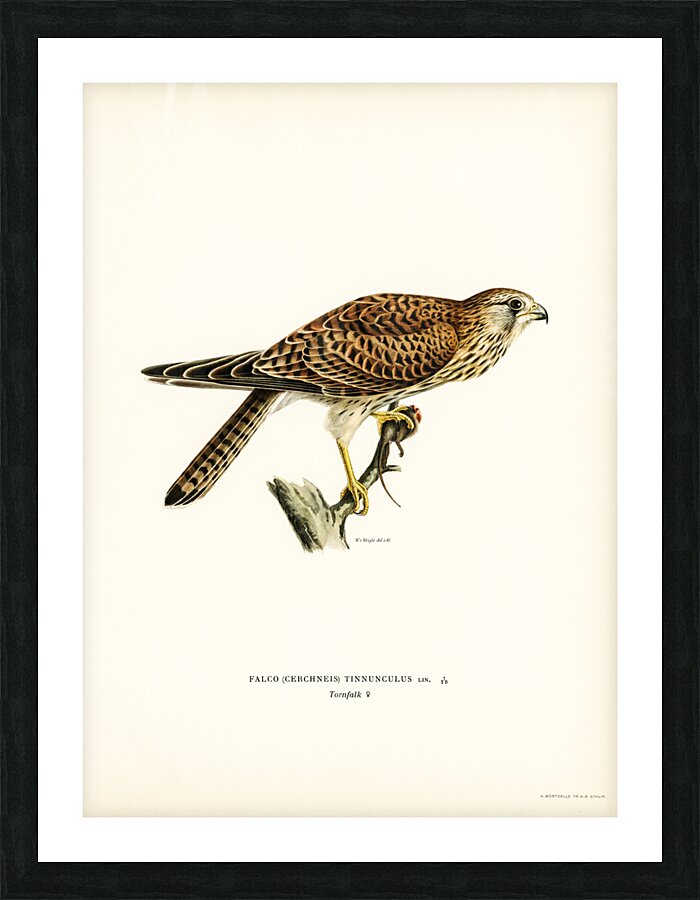 Common Kestrel female Falco tinnunculus Picture Frame print