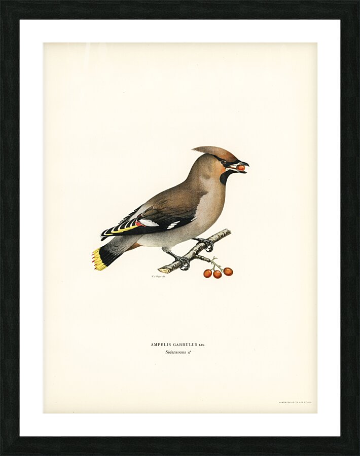 Bohemian Waxwing Ampelis garrulus Picture Frame print