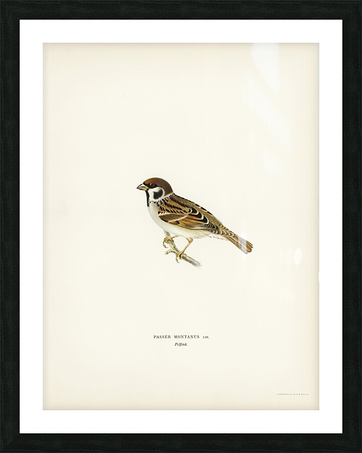 Eurasian Tree Sparrow Tree Sparrow Passer montanus Picture Frame print