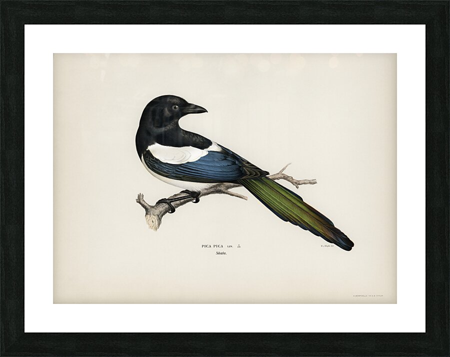 Eurasian magpie PICA PICA Picture Frame print