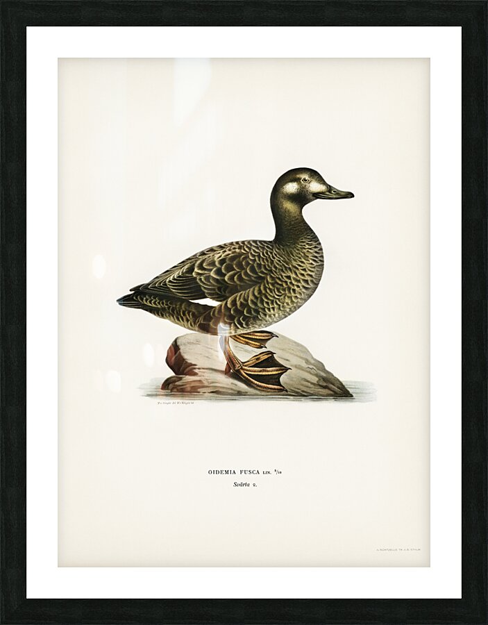 Velvet Scoter female Oidemia fusca Picture Frame print