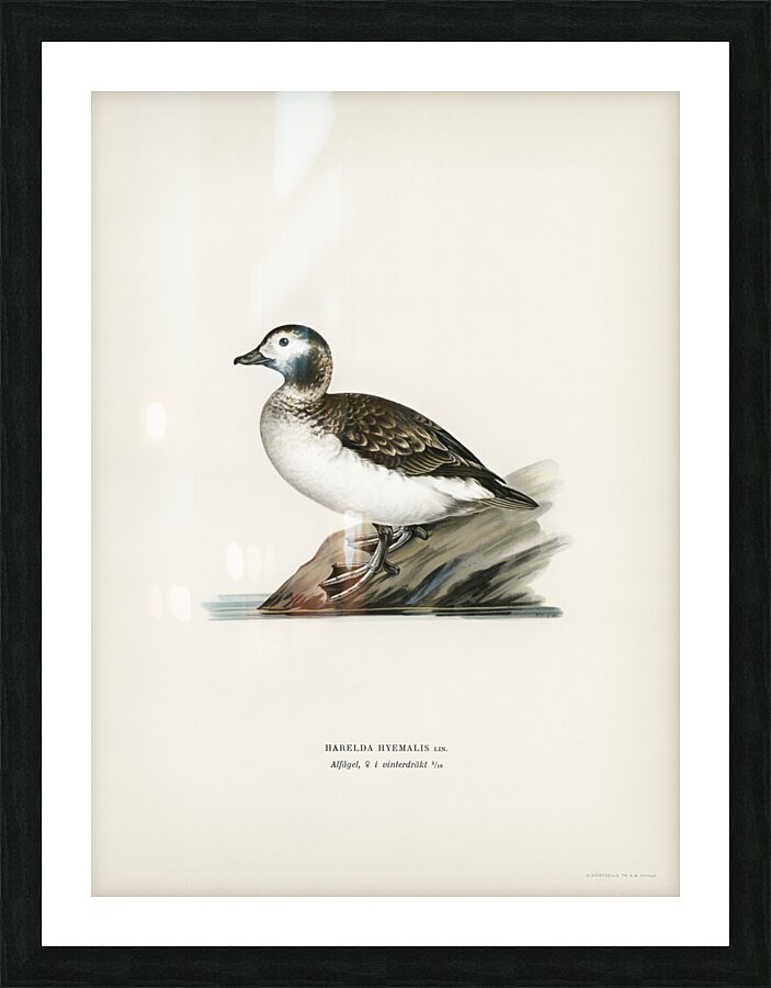 Harelda Hyemalis Picture Frame print