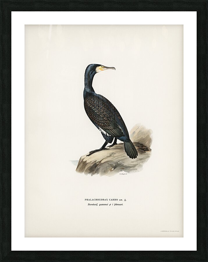 Great cormoran Phalacrocorax Carbo Picture Frame print