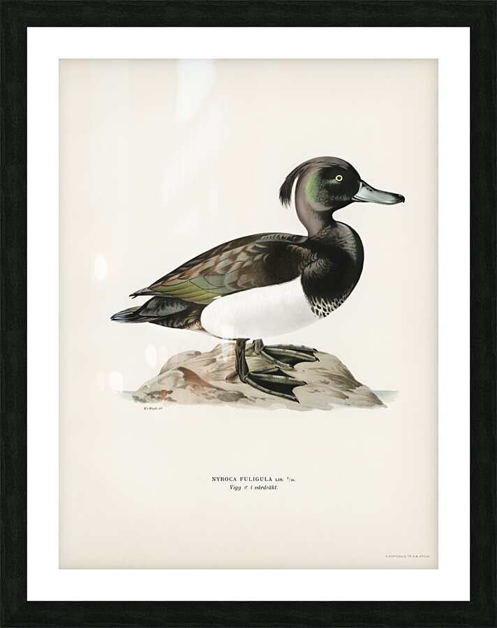 Ferruginous duck male Nyroca fuligule Picture Frame print