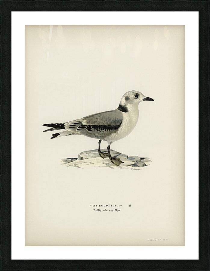 Black-legged kittiwake Rissa Tridactyla Picture Frame print
