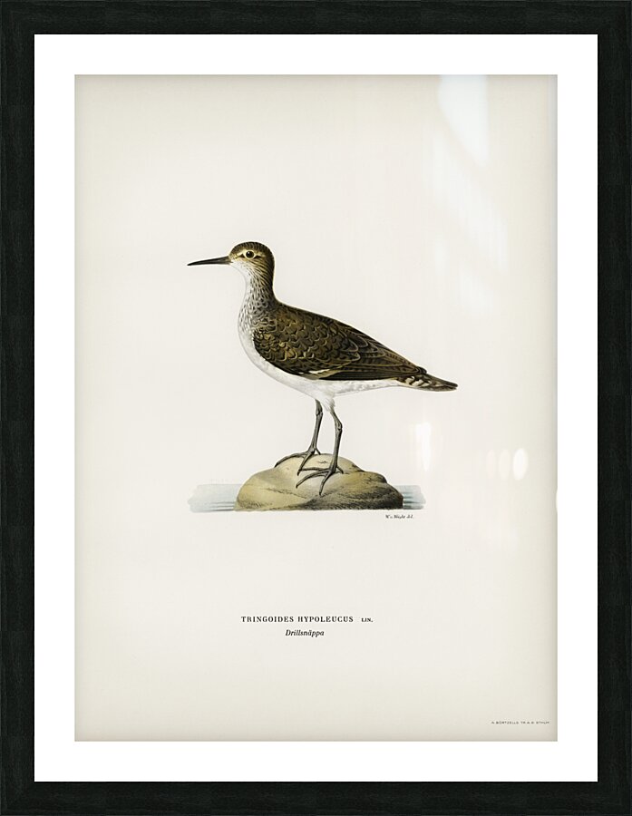 Sandpiper Tringoides hypoleucus Picture Frame print