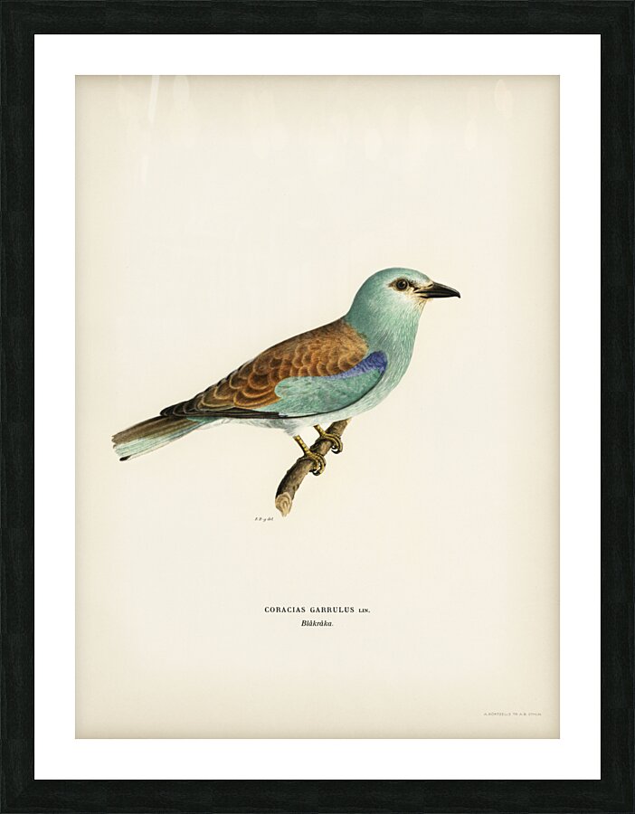 European roller CORACIAS GARRULUS Picture Frame print
