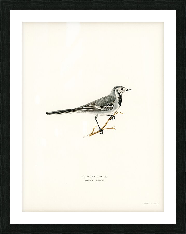 Pied Wagtail Motacilla alba Picture Frame print