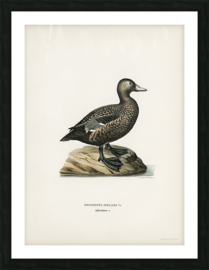 Eniconetta Stelleri Picture Frame print