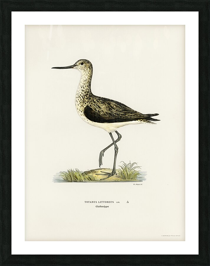 Greenshank Totanus Littoreus Picture Frame print