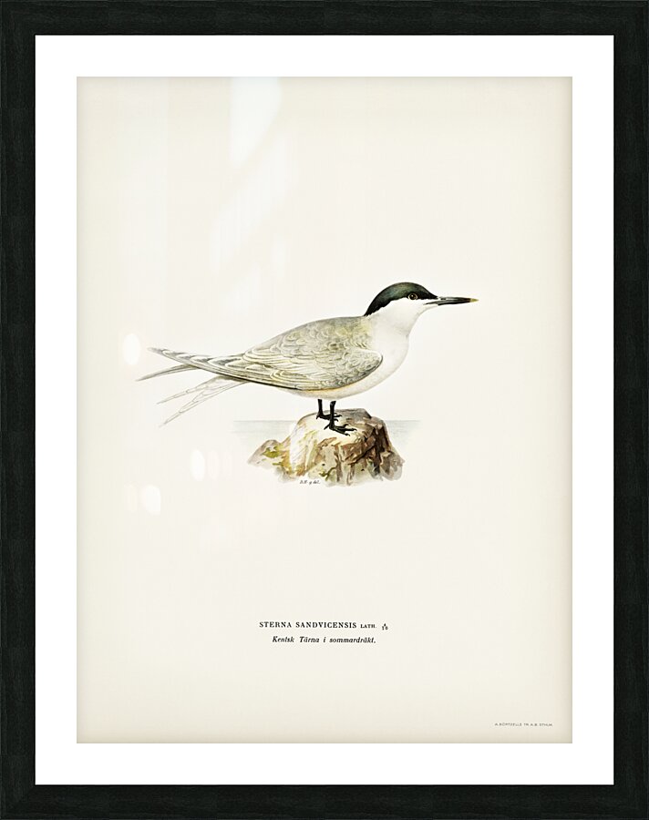 Sandwich tern Sterna sandvicensis Picture Frame print